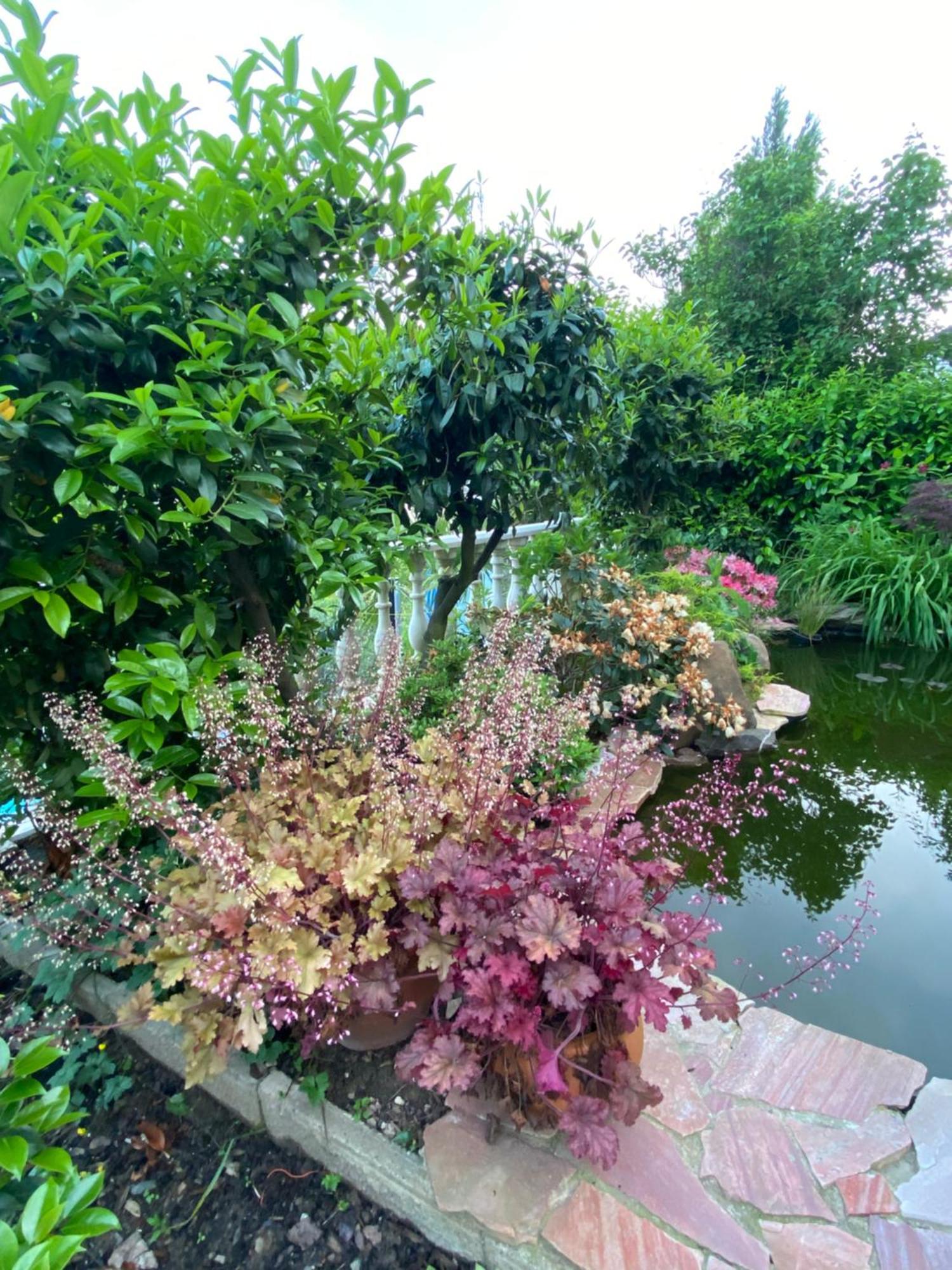 Pension Mit Moselblick Klotten Bagian luar foto